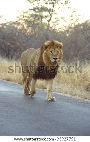 One Big Lion