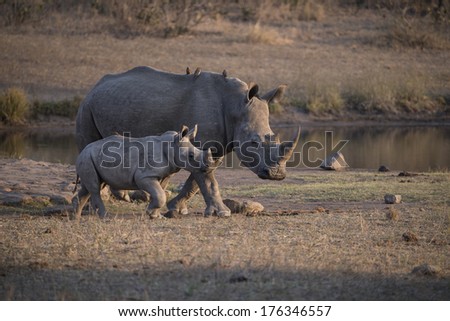 A mother Rhino leads her calf away from the water