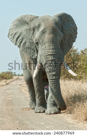A tall elephant approaches the photographer on a narrow African Bush Road
