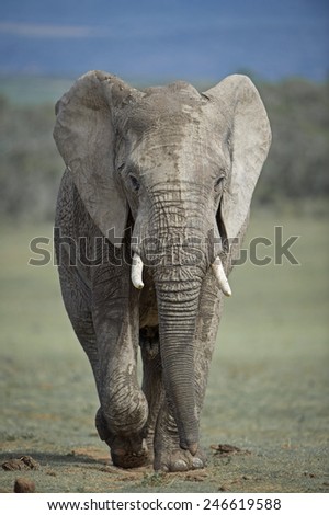 A young elephant bull rushes for the water