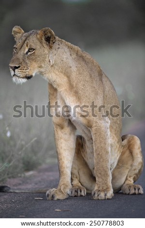 A pride Lioness listens carefully to the far off roars of the returning pride