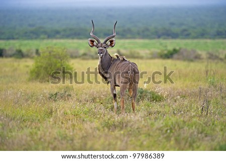 A young Kudu Bull nervously stares back