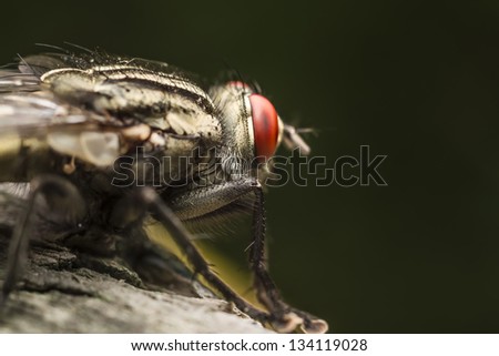 Macro Photo Of A Fly Preparing To Fly Away