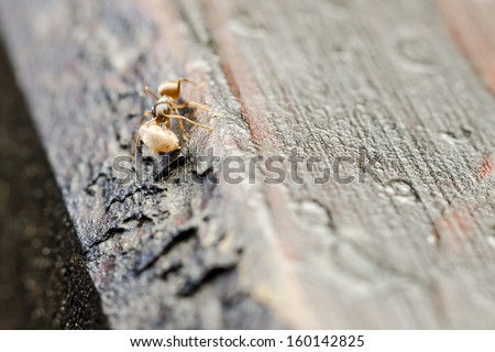 Small Brown Ant Worker Carry Food To The Colony
