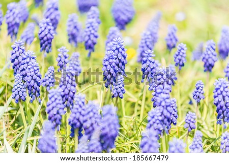 Tufted Grape Hyacinth (Muscari Comosum) is found in rocky ground and cultivated areas in south-east Europe to Turkey and Iran.