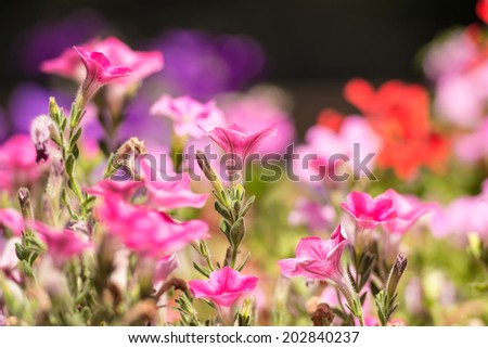 Pink Flowers Blossom In Summer