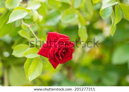 Beautiful Red Rose Close Up