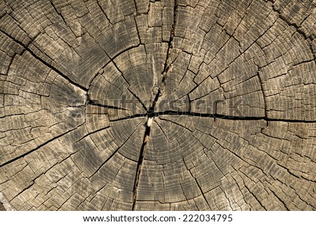 Old Tree Section Texture Macro