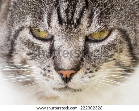 Grumpy Cat Portrait