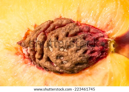 Nectarine Fruit Interior Close Up