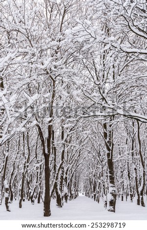 Forest Trees Covered In Winter Snow