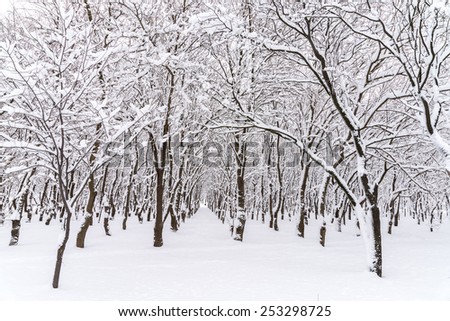 Forest Trees Covered In Winter Snow
