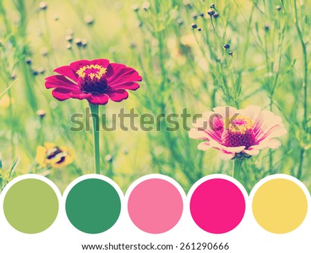 Color Palette Of Zinnia Or Youth-And-Old-Age Flowers In Garden