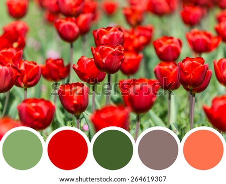 Color Palette Of Spring Tulips Garden Blossom