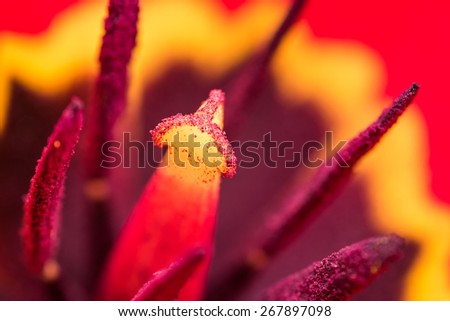 Red Tulip Inside Macro In Springtime