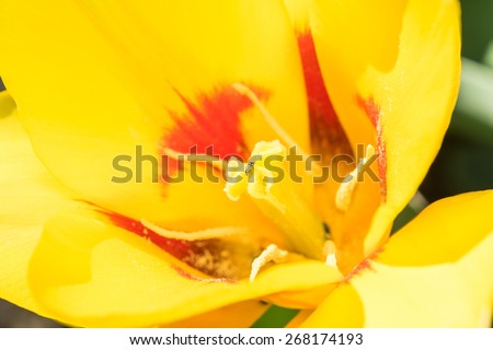 Yellow Tulip Flower Inside Macro