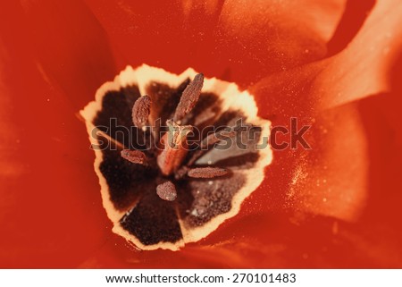 Retro Red Tulip Inside Macro In Springtime