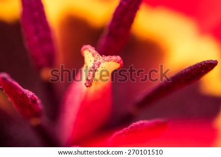 Red Tulip Inside Macro In Springtime
