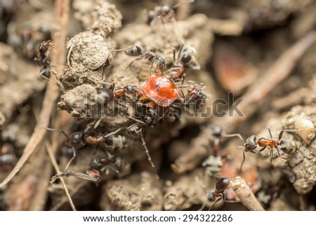 Swarm Of Ants Eating Insect Macro Close Up