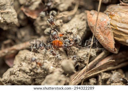 Swarm Of Ants Eating Insect Macro Close Up