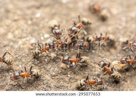 Swarm Of Ants Fights For Food Macro Close Up
