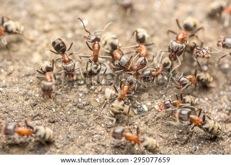 Swarm Of Ants Fights For Food Macro Close Up