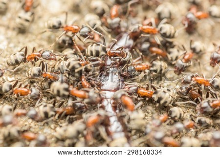 Swarm Of Ants Eating Giant Centipede Macro