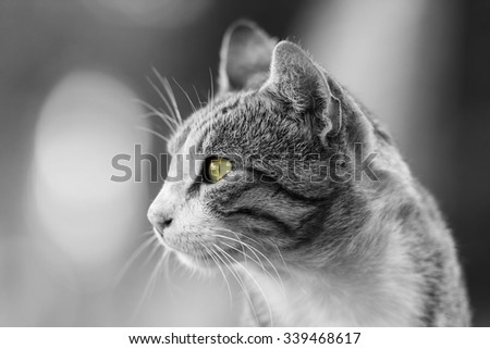 Domestic Cat Portrait