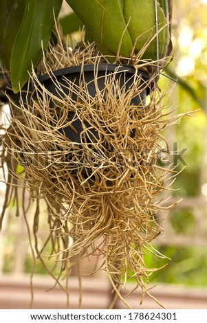 aerial roots of orchid, root of plant, root without soil, roots in the air