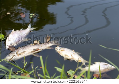 dead fish floated in  the dark water, water pollution (Please see my footage of this photo at  http://www.shutterstock.com/video/video.html?id=11902721 )