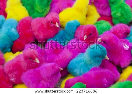 lovely, colorful painted chicks (Please see clip video of this photo at www.shutterstock.com/video/video.html?id=7262620)