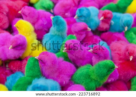 lovely colorful bright painted chicks, green, yellow, blue, pink, purple (please see the video of this photo at www.shutterstock.com/video/video.html?id=7262620)