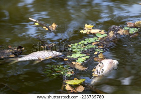 fly on dead fish in dark water, pollution, smell, dirty, waste water