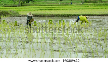 Farmer was transplanting on their land,old process of rice