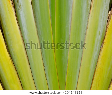 Pattern of banana like blows background texture