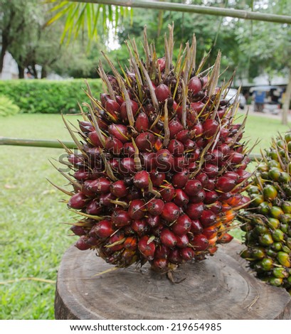 oil palm - African oil palm, Macaw fat, (Elaeis guineensis Jacq.)
