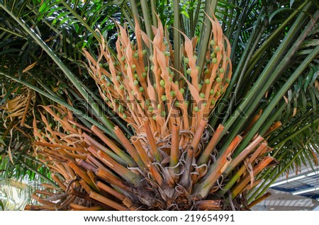 closeup of palm for garden decor