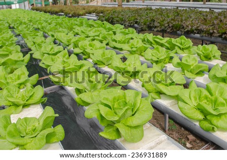 the Butter head vegetable in hydroponic farm