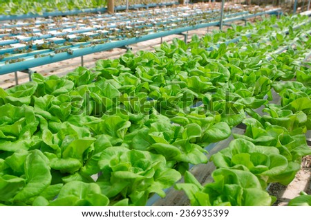 the Butter head vegetable in hydroponic farm