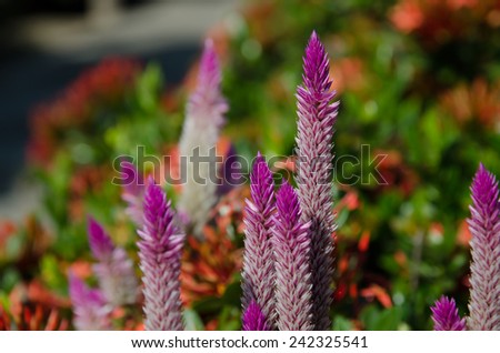 Celosia or Wool flowers or Cockscomb flower in the garden or nature park