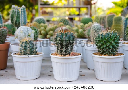 the Small different types of cactus plants.