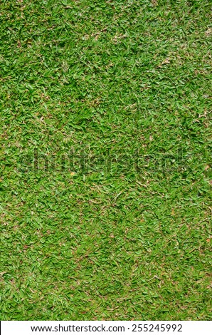 Green grass background,football field background texture