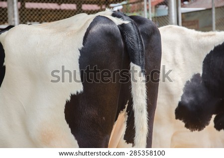 Close up of buttock Cow . buttock black and white cow in farm.