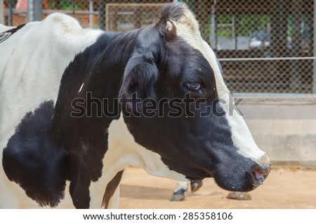 Close up of Cow Head. Head of black and white cow in farm.