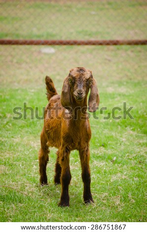 Goats are friendly animals as animals grow faster.