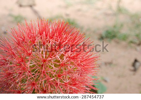 Blood flower (Powder puff lily) closeup