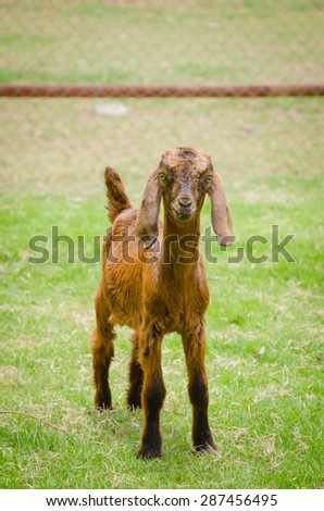 Goats are friendly animals as animals grow faster.