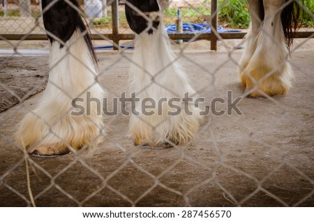 The hooves are of vital importance for the horse because together with the legs they need to carry the full weight of the horse