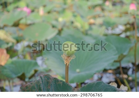 calyx of lotus seed in nature. calyx of lotus seed in lake