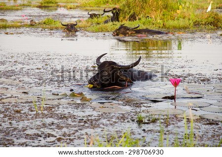 Herd of Thai water buffalo cooling during the day